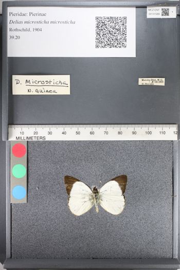 Media type: image;   Entomology 131589